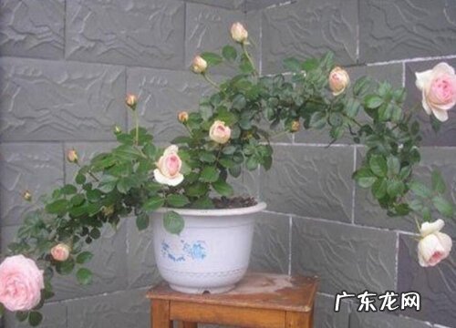 月季花有什么作用与功效 月季花能吃吗食用方法