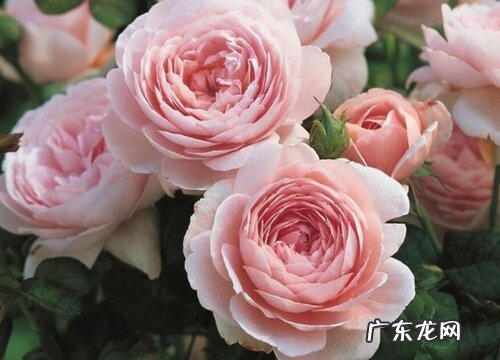 月季花有什么作用与功效 月季花能吃吗食用方法