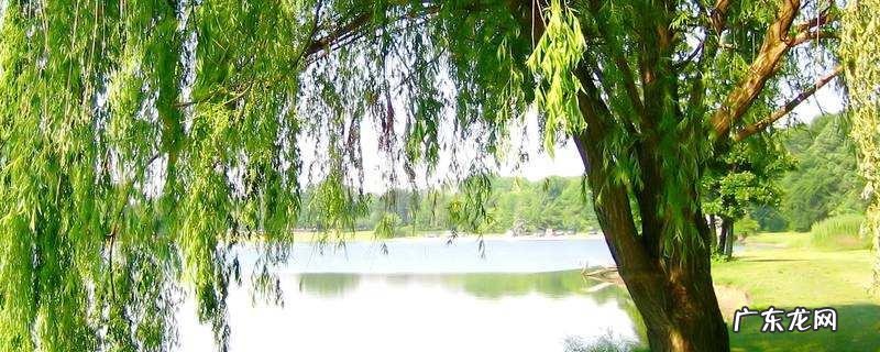 柳树什么时候开花,附柳树的药用价值