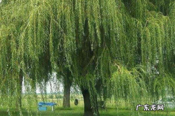 柳树什么时候开花,附柳树的药用价值