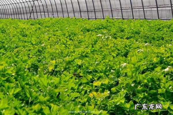 有机农业标准有哪些，标准适用于有机生产的全过程