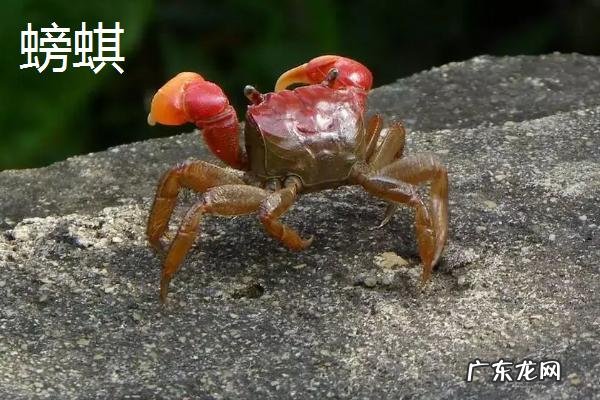 螃蜞和螃蟹的区别