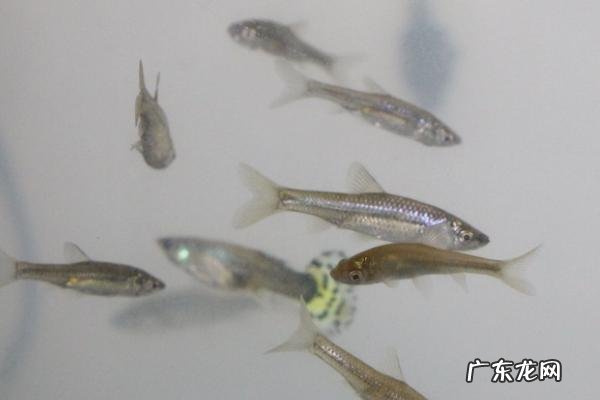 罗汉鱼吃什么,分别介绍罗汉鱼的饵料种类