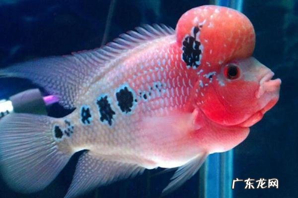 罗汉鱼吃什么,分别介绍罗汉鱼的饵料种类