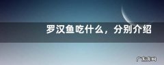 罗汉鱼吃什么，分别介绍罗汉鱼的饵料种类