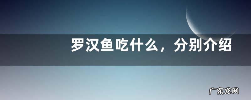 罗汉鱼吃什么,分别介绍罗汉鱼的饵料种类