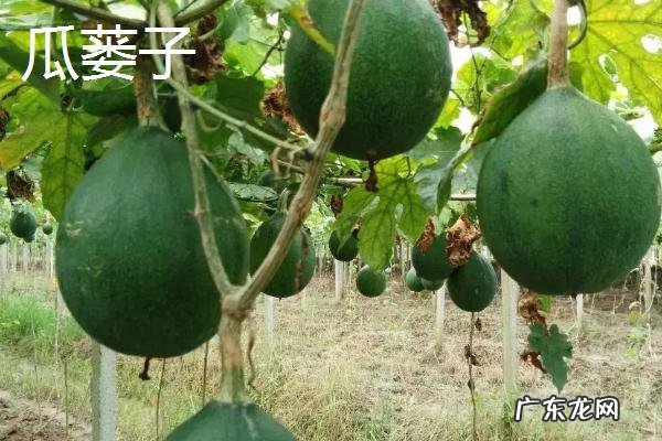 吊瓜子和瓜蒌子区别