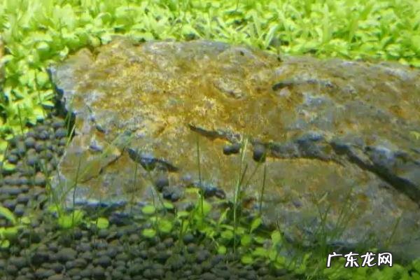 褐藻是因为硝化细菌还是光照