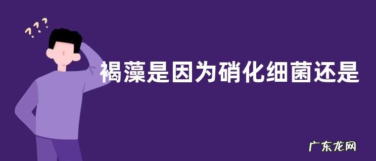 褐藻是因为硝化细菌还是光照