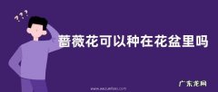 蔷薇花可以种在花盆里吗