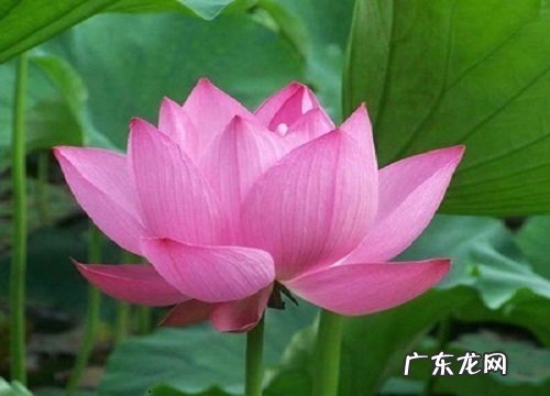 荷花有几种颜色 分别是哪种颜色