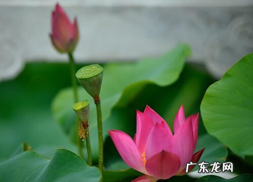 荷花有几种颜色 分别是哪种颜色