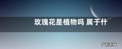 玫瑰花是植物吗 属于什么类别植物