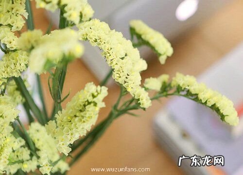 勿忘我花有几种颜色 不同颜色花语与寓意