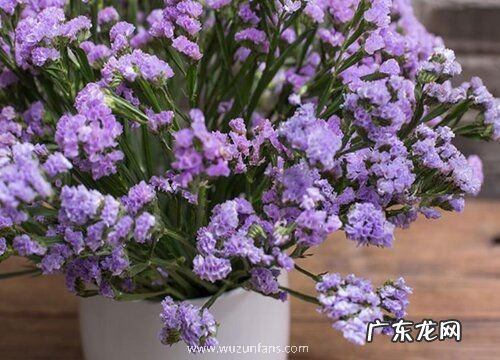 勿忘我花有几种颜色 不同颜色花语与寓意