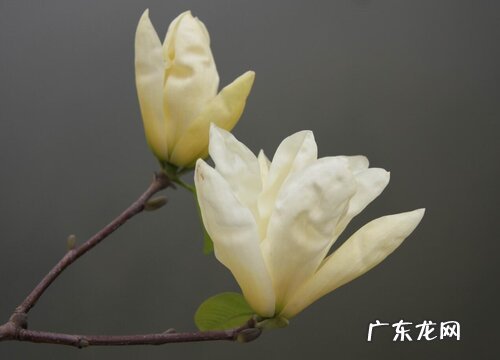 图片 玉兰花有几种颜色 分别是什么颜色