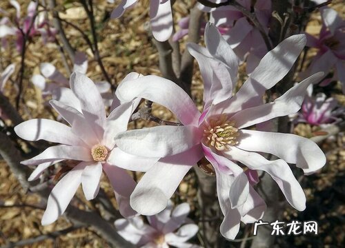 图片 玉兰花有几种颜色 分别是什么颜色