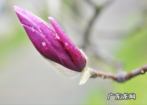 图片 玉兰花有几种颜色 分别是什么颜色