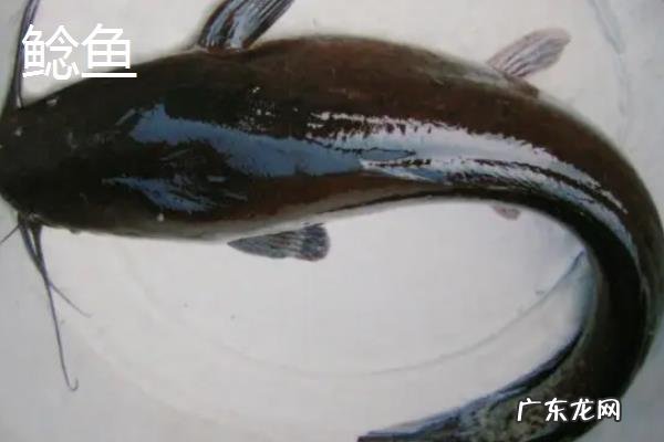 鮰鱼是垃圾鱼吗