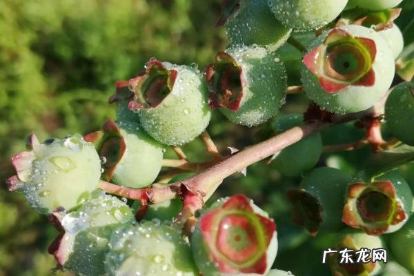 奥尼尔蓝莓品种介绍