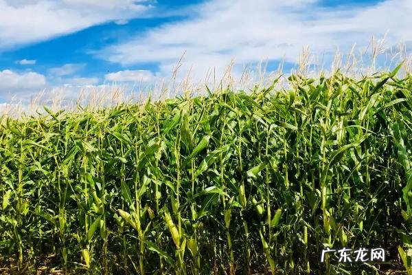 瑞普909玉米种子简介