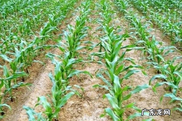 瑞普909玉米种子简介