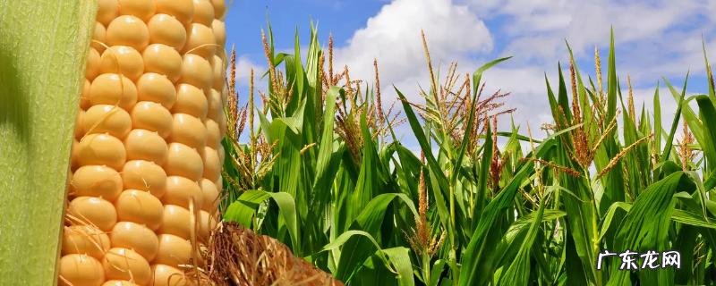 瑞普909玉米种子简介