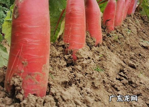 萝卜是植物吗 属于一年或者二年生草本植物