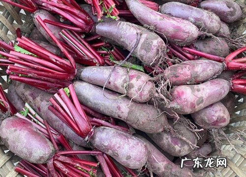 萝卜是植物吗 属于一年或者二年生草本植物