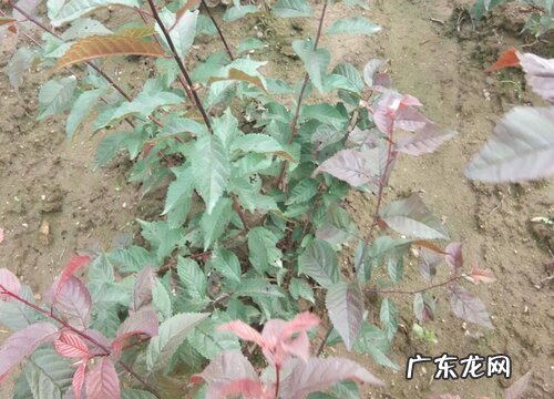 扦插榆叶梅的快速生根方法