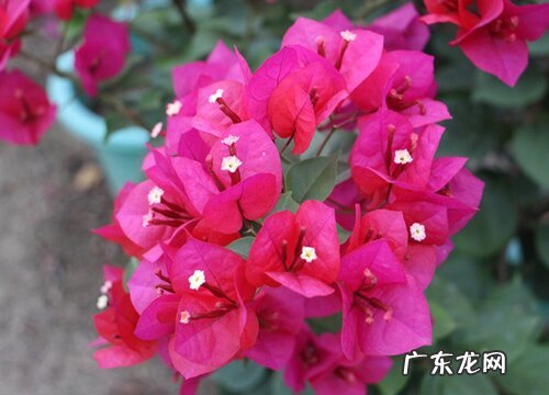 三角梅可以用茶水浇吗