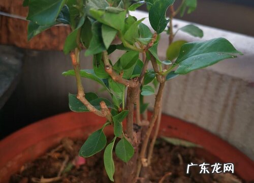 三角梅可以用茶水浇吗