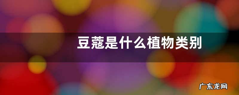 豆蔻是什么植物类别