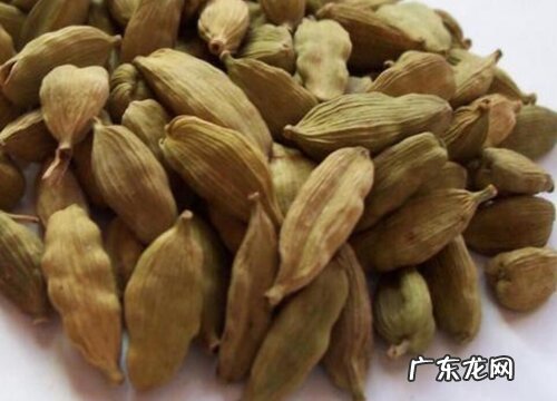 豆蔻是什么植物类别