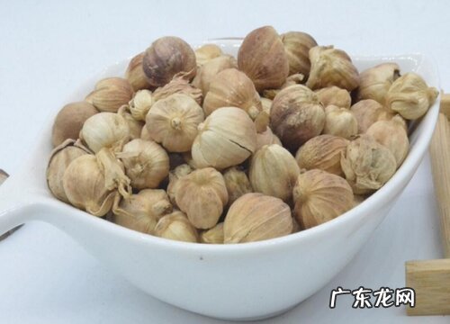 豆蔻是什么植物类别