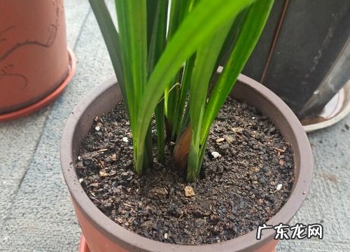 兰花抗冻吗