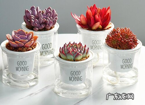 多肉可以用水养吗