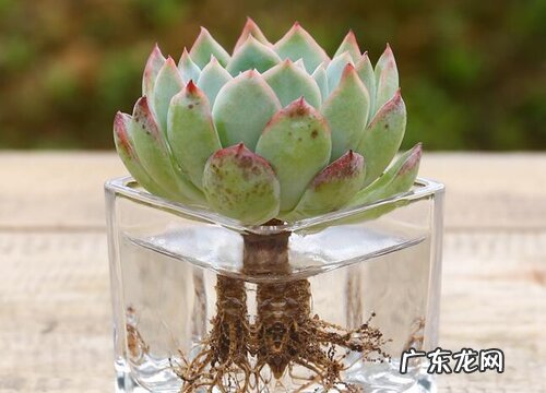 多肉可以用水养吗