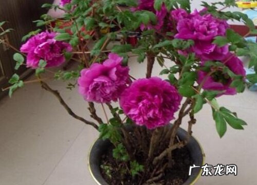 牡丹花几月份剪枝最好 几月修剪枝叶最佳