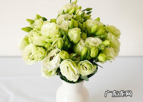 桔梗花有几种颜色 开什么颜色的花