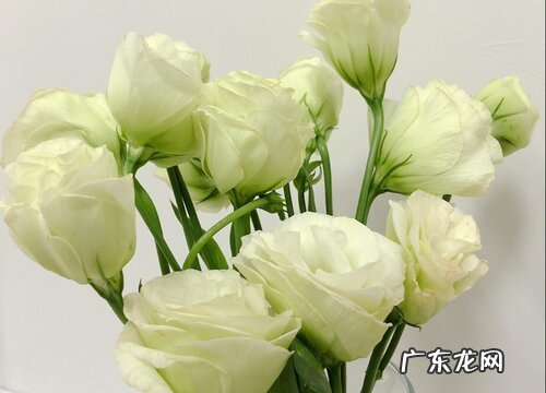 桔梗花有几种颜色 开什么颜色的花