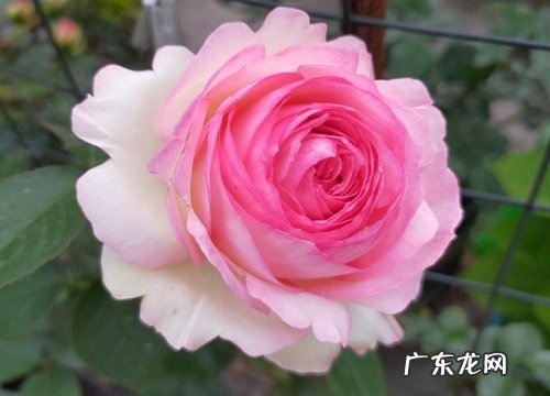 什么花的花语是专一的爱