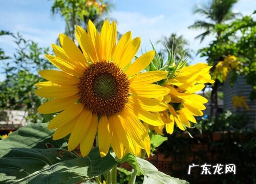 什么花的花语是专一的爱