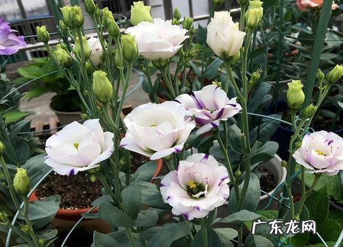 什么花的花语是专一的爱