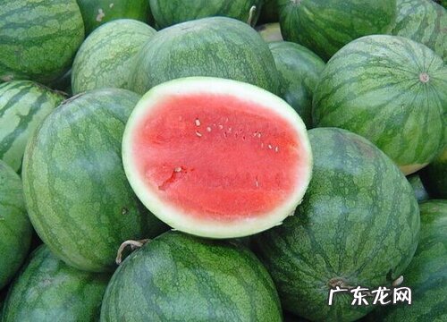 瓜是植物吗 属于什么科植物