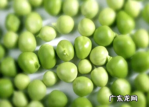 青豆什么时候播种