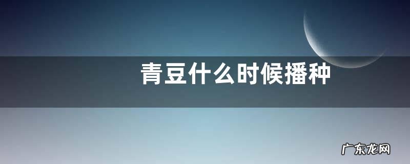 青豆什么时候播种