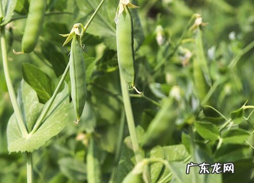 青豆什么时候播种