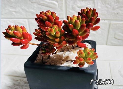 虹之玉好养吗 养殖方法和养护要点