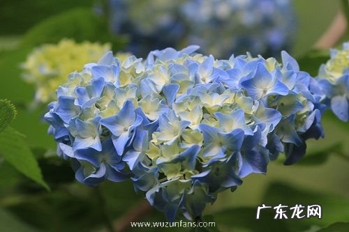 绣球花有种子吗 种子怎么种植